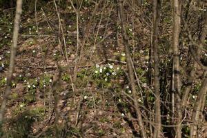 la prima fioritura nella foresta foto