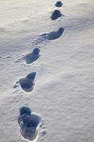 la stagione invernale in natura foto