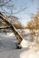 piante coperte di neve e gelo foto