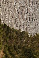 tronco d'albero con muschio verde foto