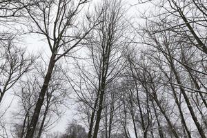 gelido inverno dopo la nevicata con alberi a foglie caduche spogli foto