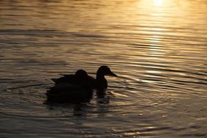 anatre di uccelli acquatici in primavera o estate, uccelli acquatici selvatici foto