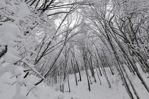 stagione invernale nella foresta o nel parco foto