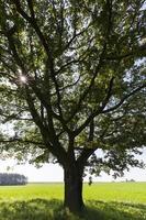 dettaglio tronco di quercia foto