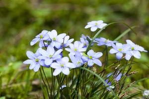 i fiori primaverili si chiudono foto