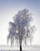 betulla ad albero nudo in inverno foto