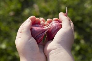 il bambino tiene l'aglio foto