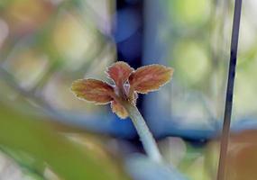 primo piano viola di fiamma sullo sfondo del bokeh foto