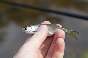 piccolo pesce, primo piano foto