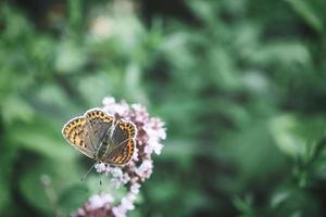 farfalla su un fiore sbocciano nel giardino in primavera. foto