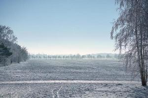 paesaggio invernale con alberi e campo nel freddo gelido periodo natalizio. foto