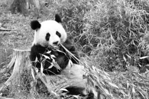 grande panda in bianco e nero, seduto a mangiare bambù. specie in pericolo. foto