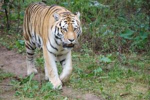 tigre siberiana. elegante gatto grande. predatore in via di estinzione. pelliccia a righe bianche, nere, arancioni foto