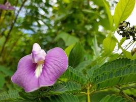 i fiori di clitoria sono viola foto