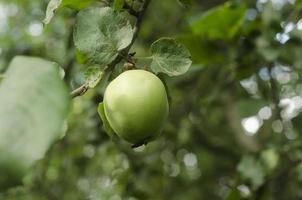 una mela verde è appesa all'albero foto