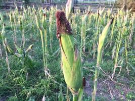 mais giallo ancora avvolto con frutta ancora attaccata alla pannocchia sul gambo in un campo di mais biologico. foto