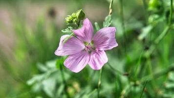 fiore rosa con bellissimi petali raffigurati individualmente su un prato fiorito foto