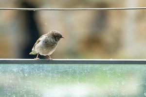 passero marrone seduto su una fune metallica. piccolo uccello canoro con un bel piumaggio. foto