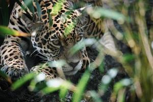 giaguaro sdraiato dietro l'erba. pelliccia maculata, mimetizzata in agguato. il grande gatto è un predatore. foto