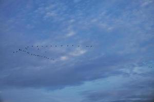 gru che si muovono in formazione nel cielo. uccelli migratori sui darss. foto