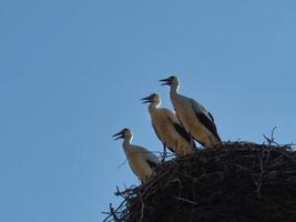 tre cicogne bianche nel nido su un camino a Brandeburgo. foto