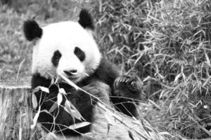 grande panda in bianco e nero, seduto a mangiare bambù. specie in pericolo. foto