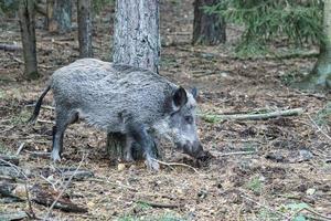 gioco brilla in una foresta di conifere foto