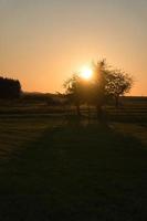 albero su un prato attraverso il quale il sole al tramonto splende assetato foto