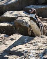 pinguino dello zoo di berlino foto