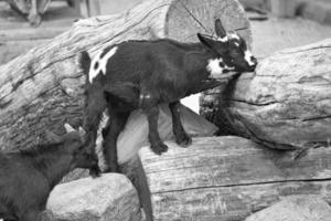 bambino in bianco e nero che gioca in zoo. interessante esplora l'ambiente. foto