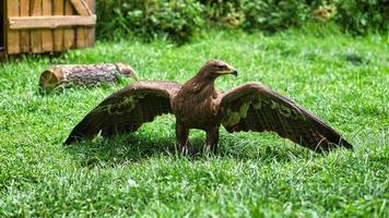 aquila reale all'air show di saarburg. foto animale dell'elegante uccello.