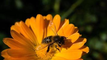 ape su un fiore che raccoglie nettare. foto