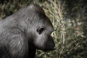 gorilla, dorso d'argento. la grande scimmia erbivora è imponente e forte. foto