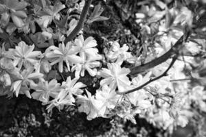 fiori di ciliegio nel parco di berlino. in primavera questi bellissimi fiori dall'aspetto foto