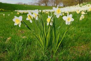 narcisi a Pasqua su un prato. fiori bianchi gialli brillano contro l'erba verde. foto