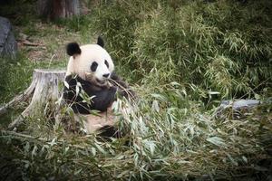 grande panda seduto a mangiare bambù. specie in pericolo. mammifero in bianco e nero foto