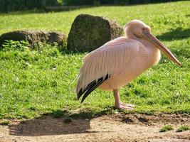 pellicano nel parco degli uccelli in piedi e dettagliato. foto