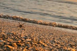 il ragno marino guarda il tramonto sul mare foto