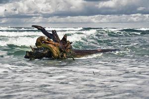 pennelli che si protendono nel mar baltico. foto