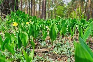 mughetto sul suolo della foresta. foglie verdi, fiori bianchi. fioriture precoci foto