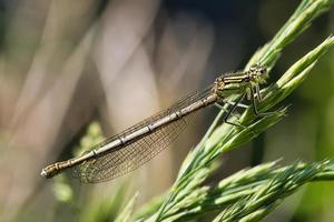 libellula presa in giardino. dettagliato da guardare foto