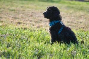 cucciolo di goldendoodle nel colore nero focato. cane ibrido golden retriever barboncino. foto