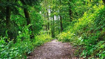 sentiero escursionistico in una foresta di latifoglie nel saarland al sole. foto di paesaggio