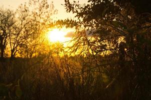 sole che tramonta alla periferia di berlino. il sole splende attraverso gli alberi. foto