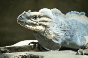 grande iguana sdraiata su una pietra. pettine spinoso e pelle squamosa. foto di animali