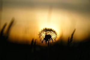 dente di leone al tramonto con un bellissimo bokeh. all'ora sera la natura ha sparato foto