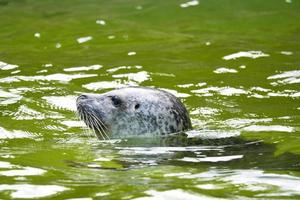 testa di foca, nuotando nell'acqua. primo piano del mammifero. specie in pericolo foto