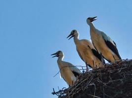 tre cicogne bianche nel nido su un camino a Brandeburgo. foto