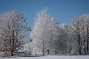 foresta di betulle innevate alla periferia di Berlino foto