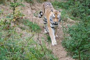 tigre tra alberi e roccia. mantello rigato di eleganti predatori. grande gatto dall'asia foto